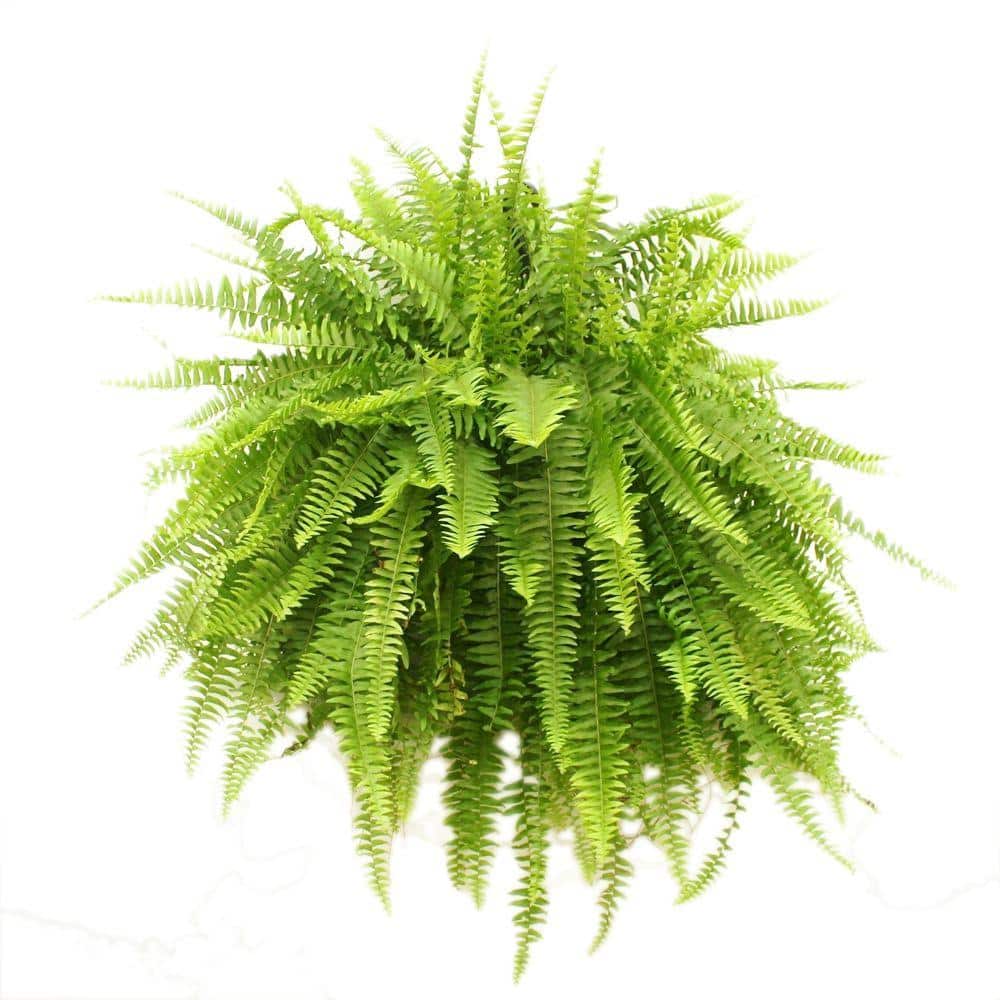 how to grow boston ferns in hanging baskets