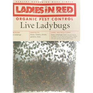 LADIES IN RED 1/2 Pint of Live Ladybugs