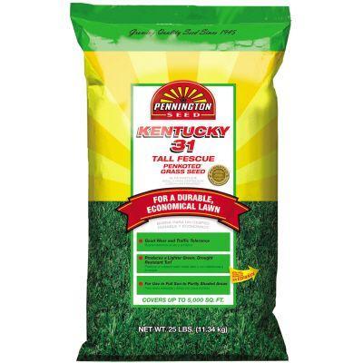Fescue Grass Seed. 31 Tall Fescue Grass Seed