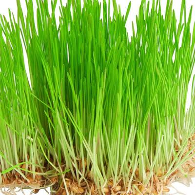 Seeds of Change Wheat Grass Seed-07744 - The Home Depot
