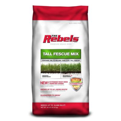 Fescue Grass Seed. Tall Fescue Grass Seed
