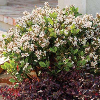 shrubs plant hawthorn indian shrub southern spring evergreen gal sonata garden raphiolepis clusters hawthorne flower bushes rhaphiolepis indica snow flowers