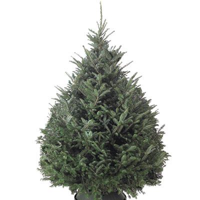 Shop All Types Of Real Christmas Trees - The Home Depot