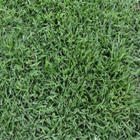 What Is the Best Fertilizer for My Lawn at The Home Depot