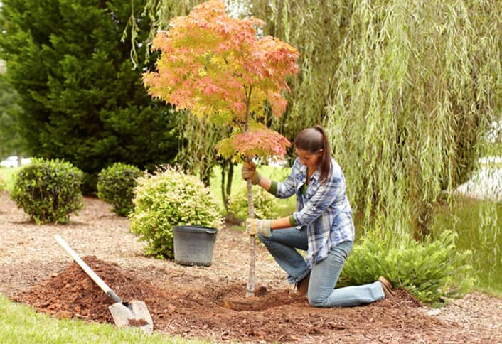 Image result for plant a tree
