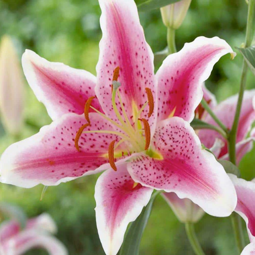 Longfield Gardens Lily Oriental Stargazer Flowering Bulb (5-Pack ...
