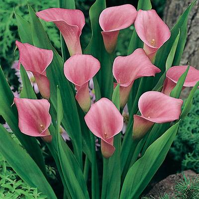 Calla Lily Pink Dormant Bulbs (9-Pack)-DISCONTINUED-70213 - The Home Depot