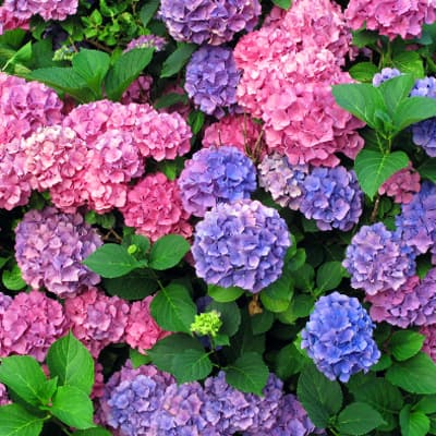 Image result for perennials