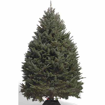 Shop All Types Of Real Christmas Trees - The Home Depot