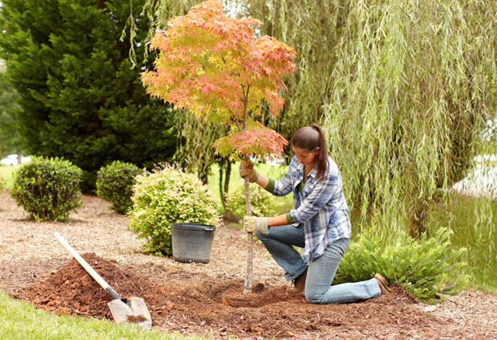 New Tree Planting Guide at The Home Depot